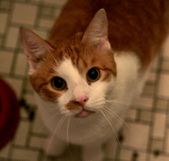 Enlarge photo 52