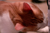 Enlarge photo 55