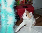 Enlarge photo 31
