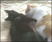 Enlarge photo 46