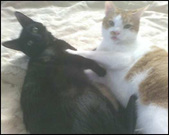 Enlarge photo 47