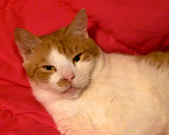 Enlarge photo 48
