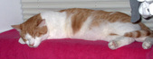 Enlarge photo 16