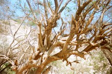 Enlarge photo 118