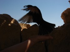 Enlarge photo 87