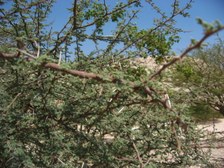 Enlarge photo 117