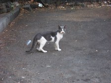 Enlarge photo 148