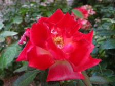 Enlarge photo 132