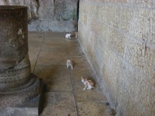 Enlarge photo 135