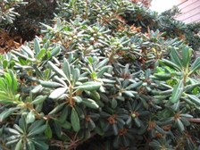 Enlarge photo 64