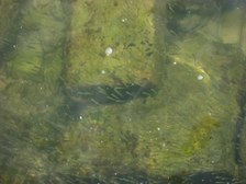 Enlarge photo 100