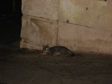 Enlarge photo 247