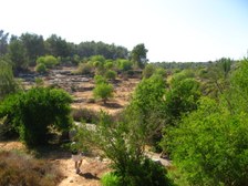 Enlarge photo 51
