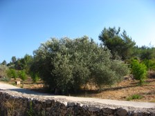 Enlarge photo 96