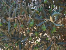 Enlarge photo 48