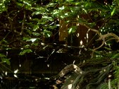 Enlarge photo 83