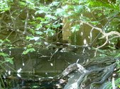 Enlarge photo 84