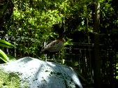 Enlarge photo 103