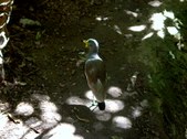 Enlarge photo 117