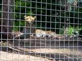 Enlarge photo 154