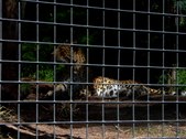 Enlarge photo 155