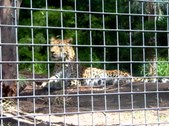 Enlarge photo 156