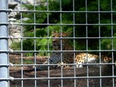 Enlarge photo 159
