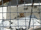 Enlarge photo 160
