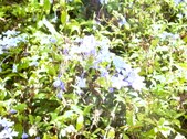 Enlarge photo 163