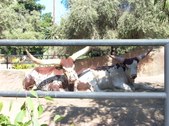 Enlarge photo 196