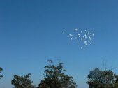 Enlarge photo 228