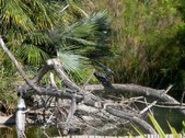 Enlarge photo 230