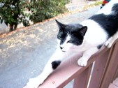 Enlarge photo 51