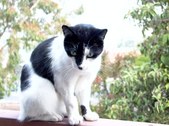 Enlarge photo 55