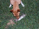 Amber's first kill