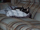 Enlarge photo 17