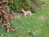 Enlarge photo 34