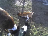 Dogs just hanging in the yard