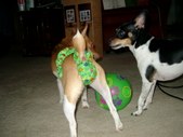 Fun pet photos