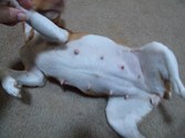 Enlarge photo 11