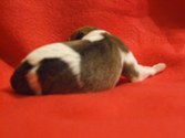 Enlarge photo 14