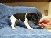 Five Weeks Old