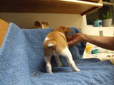 Enlarge photo 16