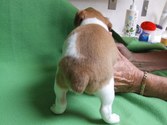 Enlarge photo 16