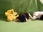 One Week Old