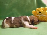 Enlarge photo 9