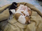 Three Weeks Old