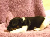 Two Weeks Old
