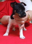 Six Weeks Old