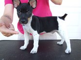 Ten Weeks Old